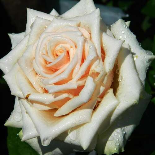 Роза чайно-гибридная Талея (Talea)
